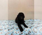 Small #2 Golden Retriever
