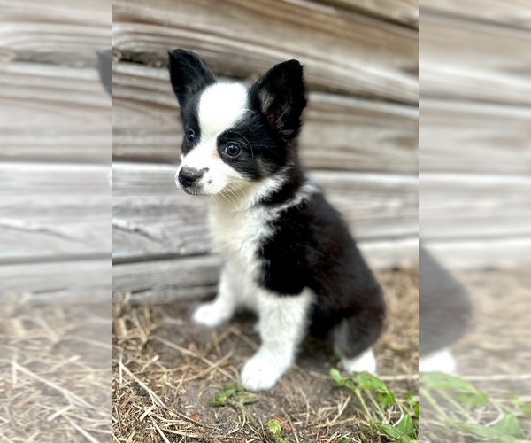 Medium Photo #2 Miniature Australian Shepherd Puppy For Sale in ORLANDO, FL, USA
