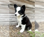 Small #1 Miniature Australian Shepherd