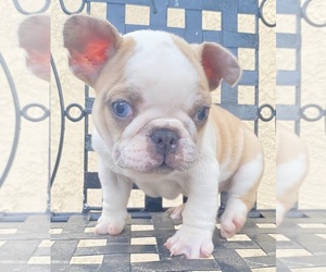 French Bulldog Puppy for sale in MORENO VALLEY, CA, USA