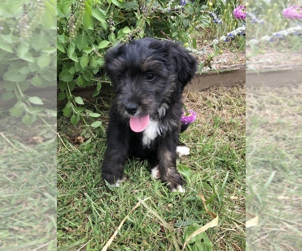 Medium Photo #4 Bernedoodle Puppy For Sale in AUGUSTA, WV, USA