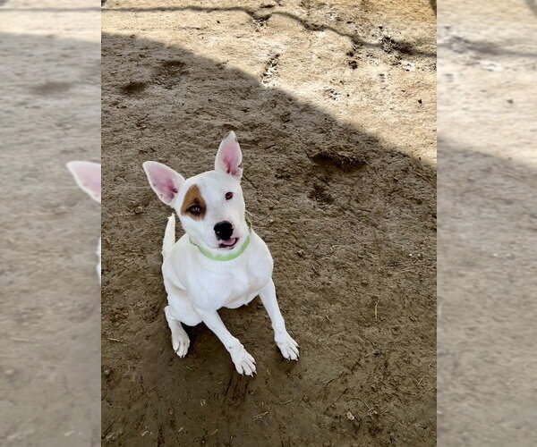 Medium Photo #3 Mutt Puppy For Sale in Evansville, IN, USA