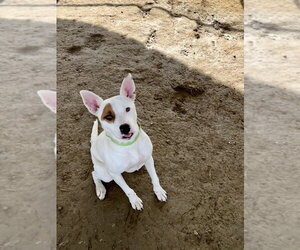Branch - Male Mutt Dog for Adoption - Photo #3