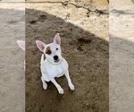 Small #2 Mutt