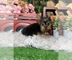 Small #4 Yorkshire Terrier