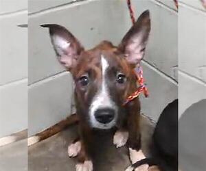 Rat Terrier-Unknown Mix Dogs for adoption in Tulsa, OK, USA