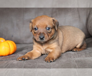Minnie Jack Puppy for sale in SHILOH, OH, USA