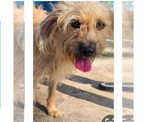Cairn Terrier-Unknown Mix Dogs for adoption in Virginia Beach, VA, USA