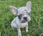 Puppy Clark French Bulldog