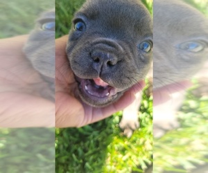French Bulldog Puppy for Sale in COVINA, California USA