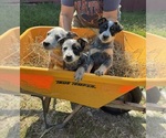 Small #4 Australian Cattle Dog