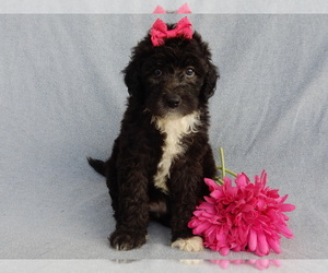Sheepadoodle Puppy for sale in MILLERSBURG, OH, USA