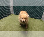Small Pomeranian