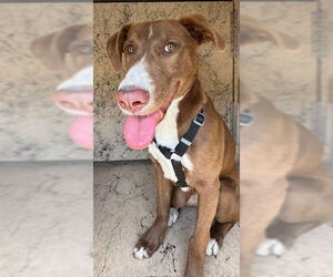 American Pit Bull Terrier-Unknown Mix Dogs for adoption in Chula Vista, CA, USA