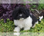Small #1 Cavachon
