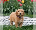 Small #1 Goldendoodle