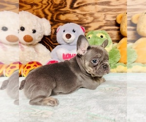 French Bulldog Litter for sale in RICHARDS, TX, USA