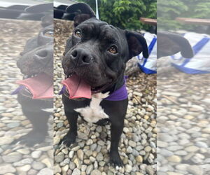 Bulldog-Unknown Mix Dogs for adoption in Germantown, OH, USA