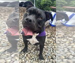 Small Bulldog Mix
