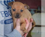 Small #2 Italian Greyhuahua