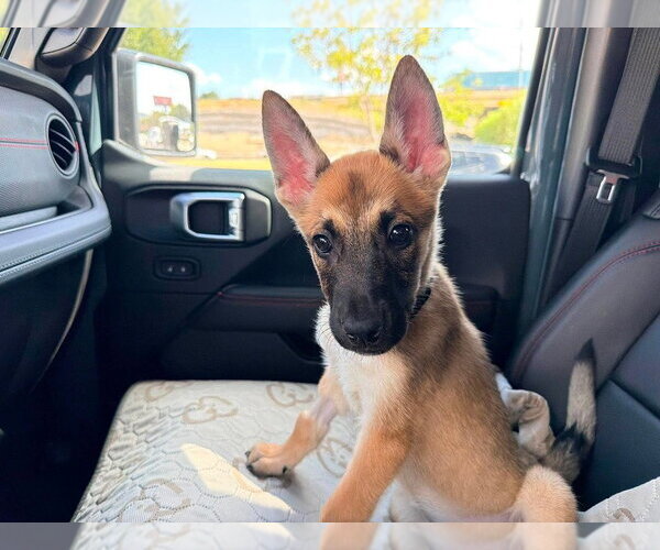 Medium Photo #1 Mutt Puppy For Sale in Imlay City, MI, USA