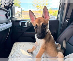 Mutt Dogs for adoption in Imlay City, MI, USA