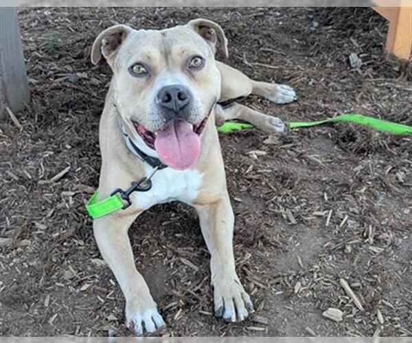 Medium Photo #2 American Pit Bull Terrier Puppy For Sale in Denver, CO, USA