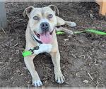 Small #1 American Pit Bull Terrier