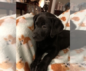 Labrador Retriever Puppy for sale in SPOTSYLVANIA, VA, USA