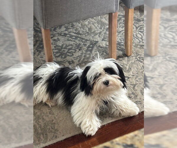 Medium Photo #6 Havanese Puppy For Sale in St. Louis Park, MN, USA