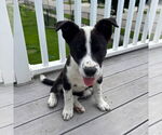 Small #24 Huskies  Mix