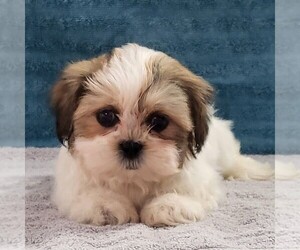 Zuchon Puppy for sale in ARTHUR, IL, USA