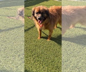 Jack jr. - Male Colonial Cocker Spaniel-Unknown Mix Dog for Adoption - Photo #3