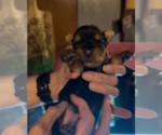 Small Photo #9 Yorkshire Terrier Puppy For Sale in PETERSBURG, IN, USA