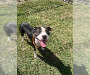 American Pit Bull Terrier Dogs for adoption in Louisville, KY, USA