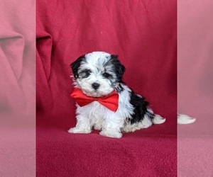 -Maltese Mix Puppy for sale in LEOLA, PA, USA