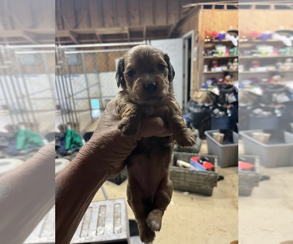 Medium Photo #1 Dachshund Puppy For Sale in WHITE OAK, GA, USA