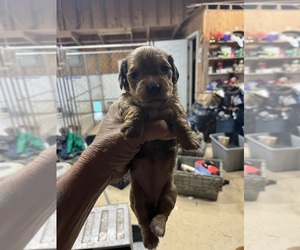 Dachshund Puppy for sale in WHITE OAK, GA, USA