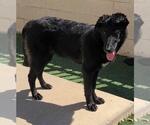 Small #10 Labrador Retriever Mix
