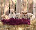Ribbons - Female Labrador Retriever Puppy for Sale - Photo #5