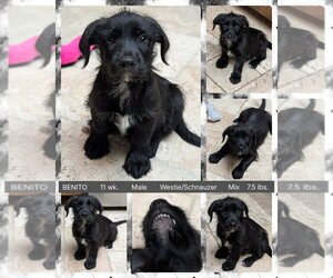 Maltese-Unknown Mix Dogs for adoption in Mesa, AZ, USA