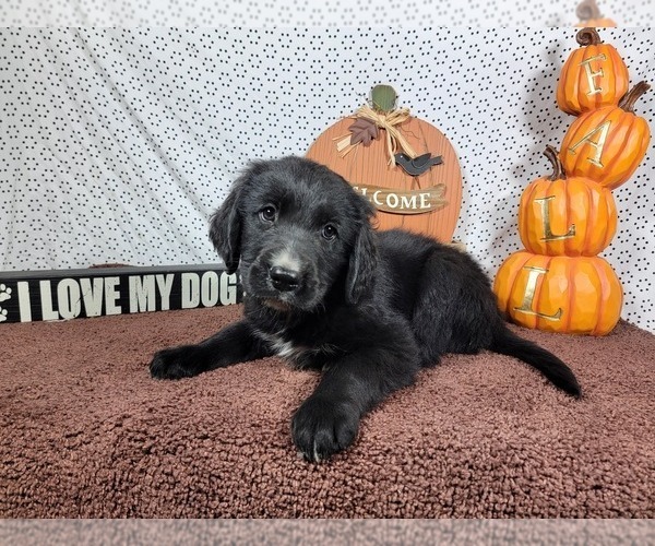 Medium Photo #11 Golden Mountain Dog Puppy For Sale in BLACK FOREST, CO, USA