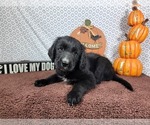 Small #10 Golden Mountain Dog