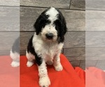 Small Photo #7 Poodle (Standard) Puppy For Sale in RICHMOND, IL, USA
