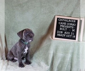 Cane Corso Puppy for sale in MINERAL WELLS, WV, USA