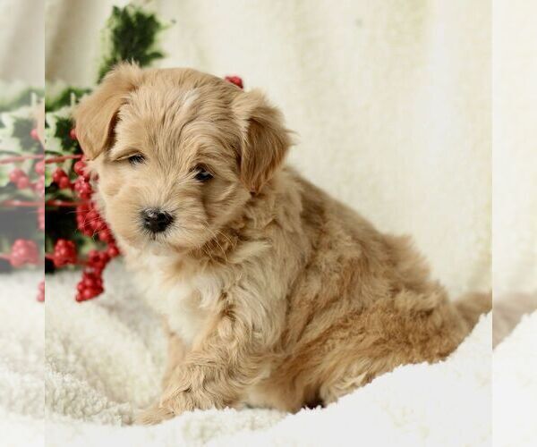 Medium Photo #3 Havapoo Puppy For Sale in LEOLA, PA, USA