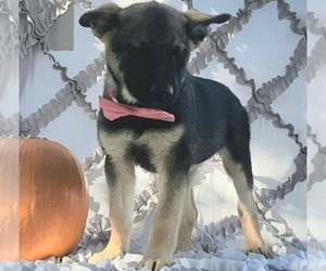 German Shepherd Dog-Unknown Mix Puppy for sale in LANCASTER, PA, USA