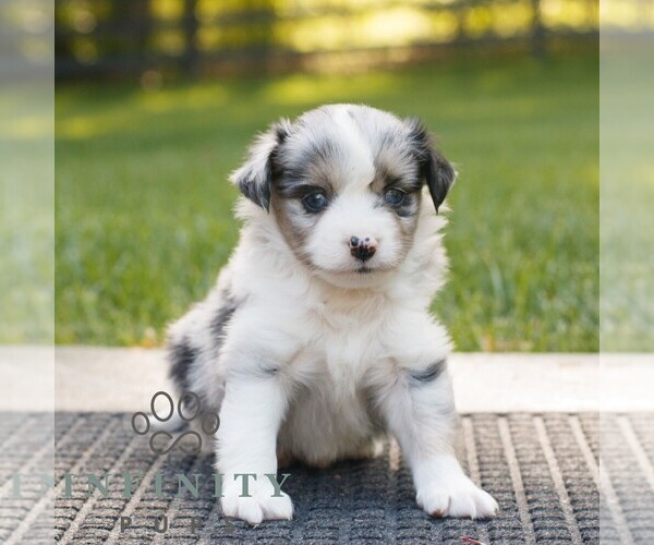 Medium Photo #1 Miniature Australian Shepherd Puppy For Sale in COATESVILLE, PA, USA
