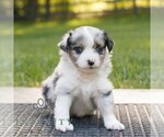 Image preview for Ad Listing. Nickname: Cooper