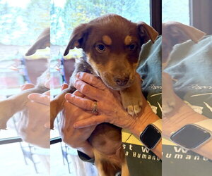 Tatum - Female Mutt Dog for Adoption - Photo #2